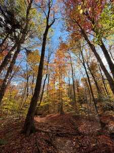 Trail with tall trees in fall