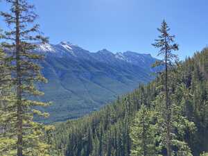 Mountains and forest through a gap in the trees