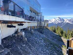 Bighorn sheep on a mountain slope below a deck