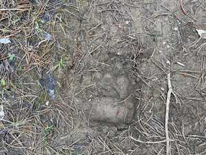 Bear footprint in mud