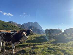 Cows on grass with mountain in the background