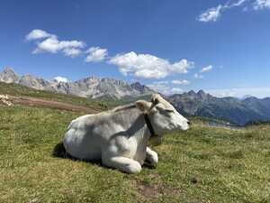 White cow in alpine pasture