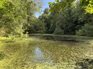 Pond with trees and lots of algae