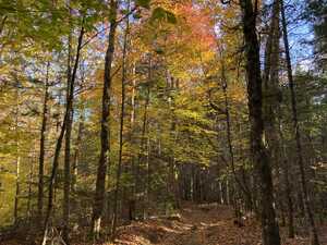 Trail through trees with golden leaves