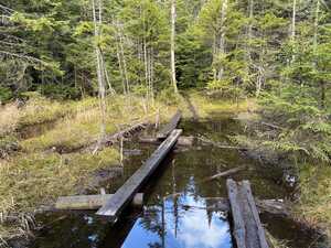 Wooden planks through muddy puddle in woods